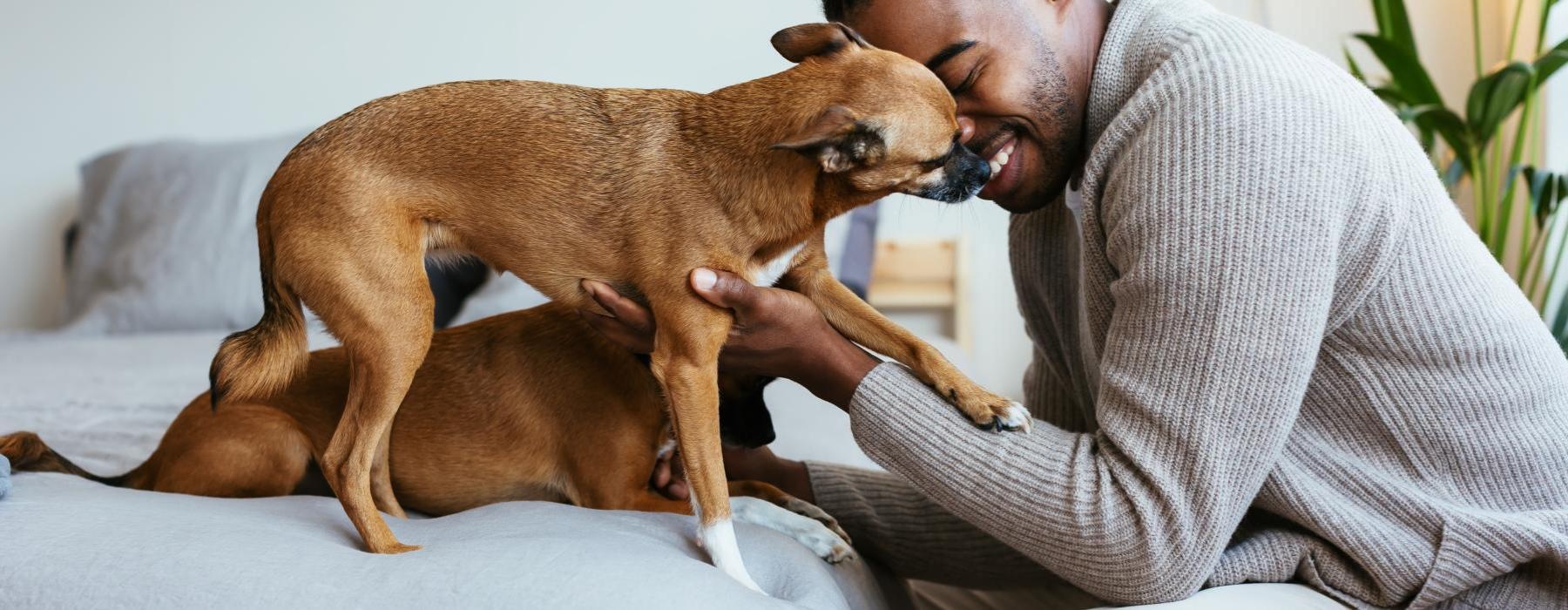 man playing with his dogs